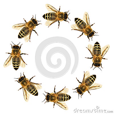 Group of bee or honeybee in the circle Stock Photo