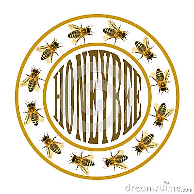 Group of bee or honeybee in the circle with text Stock Photo