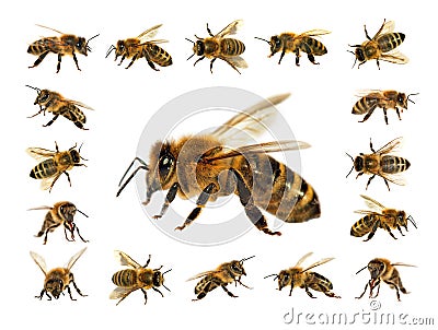 Group of bee or honeybee in Latin Apis Mellifera, european or western honey bees isolated on the white background, golden Stock Photo