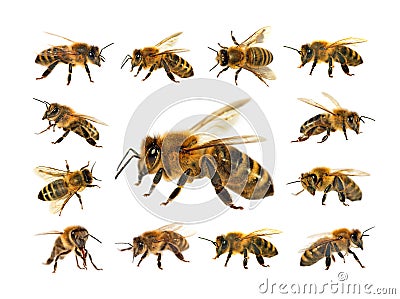 Group of bee or honeybee on white background, honey bees Stock Photo