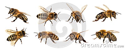 Group of bee or honeybee on white background, honey bees Stock Photo