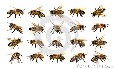 Group of bee or honeybee on white background, honey bees Stock Photo