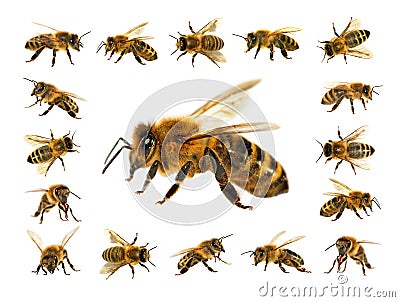 Group of bee or honeybee on white background, honey bees Stock Photo