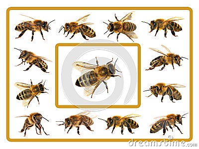 Group of bee or honeybee on white background, honey bees Stock Photo