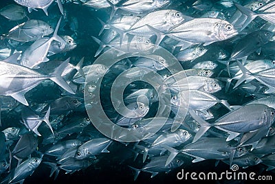 A group of big eye trevally Stock Photo