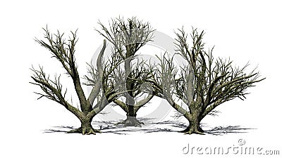 Big Leaf Maple Trees in the winter with shadow on the floor - isolated on white background Cartoon Illustration