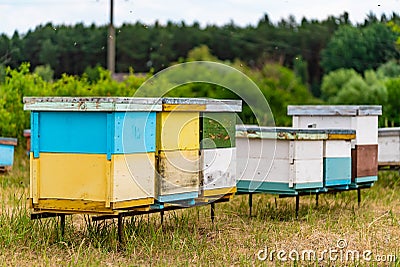Group of big and small coloured beehives for bees on the forest background Stock Photo