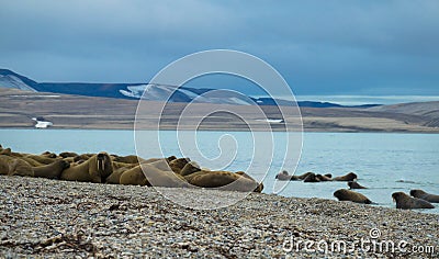 Group of big walruses on the beach. Svalbard, Norway. Stock Photo