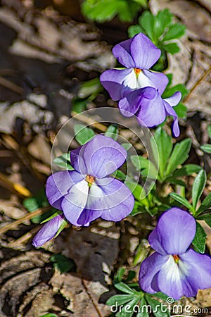 Group of Birdfoot Violet Wildflowers Stock Photo