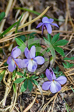 Group of Birdfoot Violet Wildflowers Stock Photo