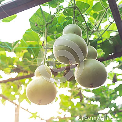 Many birdhouse gourds hanging on vines at organic backyard garden near Dallas, Texas, USA Stock Photo