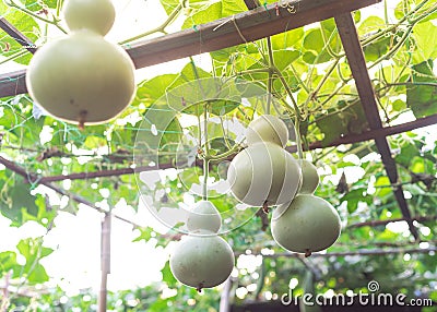 Many birdhouse gourds hanging on vines at organic backyard garden near Dallas, Texas, USA Stock Photo