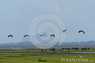 Group of birds fly in blue sky Stock Photo