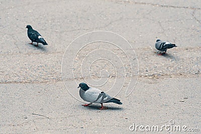 Group of birds. Stock Photo