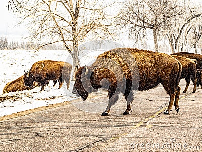 Group of Bison Crossing the Road Stock Photo