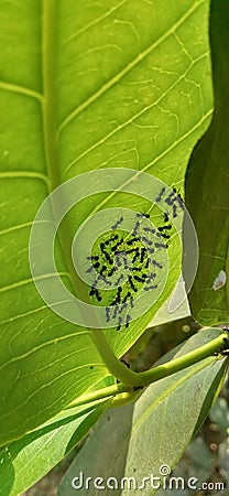 group of black ants on a leaf Stock Photo