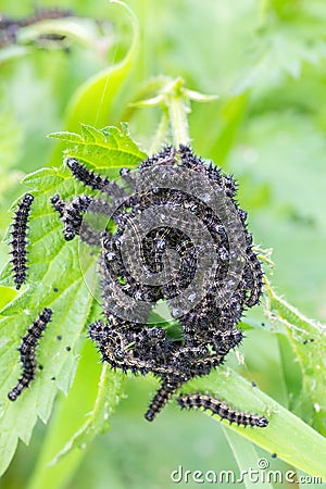 Group of black caterpillars eating from nettle plant Stock Photo