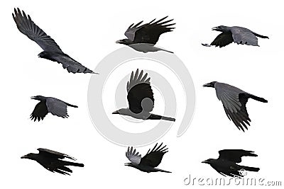 Group of black crow flying on white background. Animal. Stock Photo