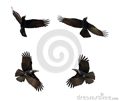 Group of black crow flying on white background. Animal. Stock Photo