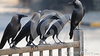 Group of black crows sitting on the railing. Stock Photo