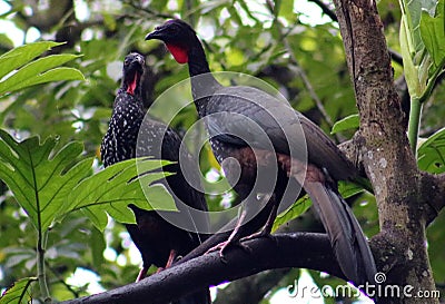 Group of Black fronted piping guan wild Costa Rica turkey like bird Stock Photo