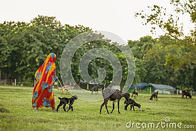 Group of black goats grazing on green grass in the meadow with female goatherd in India Stock Photo