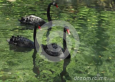 Group of black swans Stock Photo