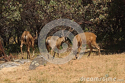 Group of black-tailed bucks Stock Photo