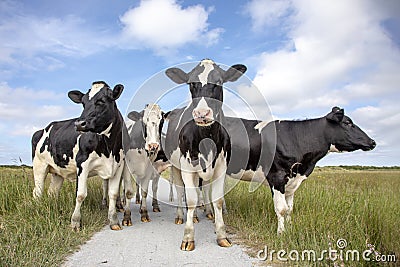 Group of black and white cows, friesian holstein, standing on a path in a pasture under a blue sky and a faraway straight horizon Stock Photo