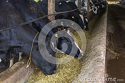 Group of black-and-white milk cows eatin feed while standing in row in modern barn Editorial Stock Photo