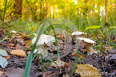 Group of Blancaccio mushrooms in autumn forest Stock Photo