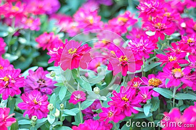 A group of blooming fuchsia flowers Stock Photo