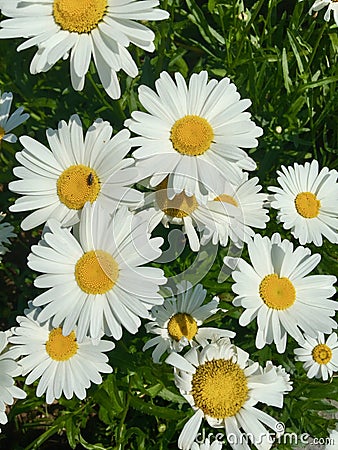 A group of blooming wild daisy Stock Photo