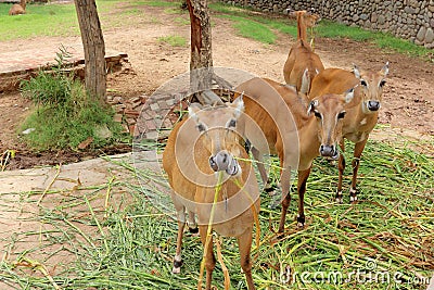 Group of Blue bull Stock Photo