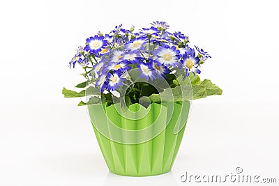 Group of blue cineraria in a green flower pot. Stock Photo