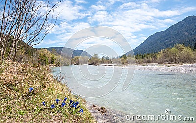 Group of blue gentian at riverside of Obere Isar river, bavarian landscape Stock Photo