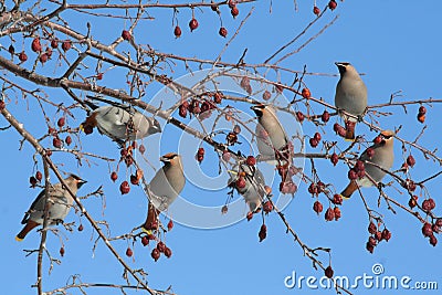 Group of Bohemian Waxwings Stock Photo