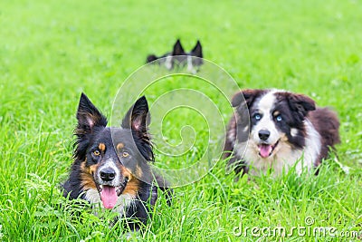 Group of border collies lying in green grass Stock Photo