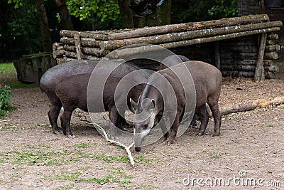 Group of Brazilian Tapirs Stock Photo