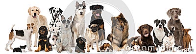 Group of breed dogs Stock Photo