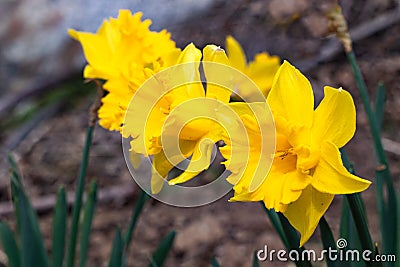 group of bright, happy, cheerful, yellow gold spring Easter daffodil bulbs blooming in outside garden in springtime Stock Photo