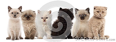 Group of British shorthair and British longhair Stock Photo