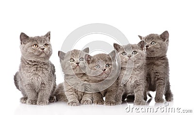 Group british shorthair kittens looking up. isolated Stock Photo