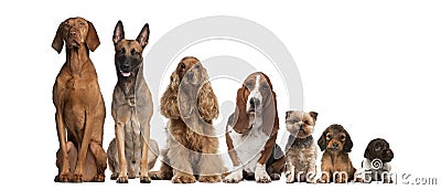 Group of brown dogs sitting Stock Photo