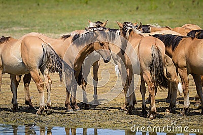 A group of brown horses standing near water Stock Photo