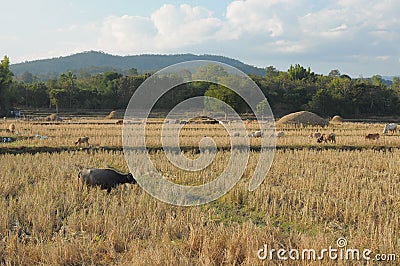Group of buffalo family eating on rice field Stock Photo