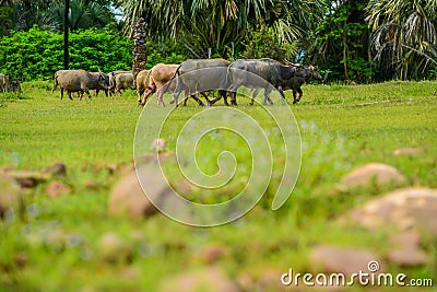 Group of buffaloes walikng and eating grass in field Stock Photo