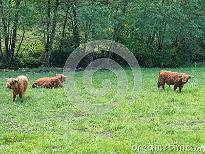 Group of buffalos grazing in nature Stock Photo