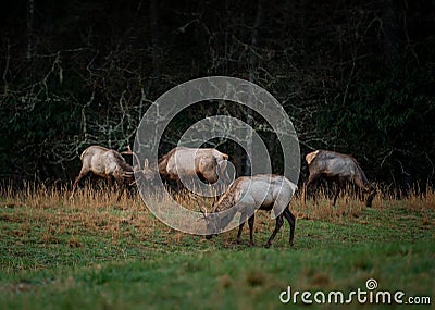 Group of Bull Elk Spar in Early Spring Stock Photo