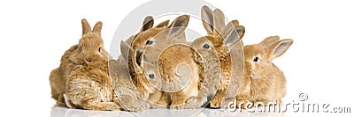 Group of bunnies Stock Photo